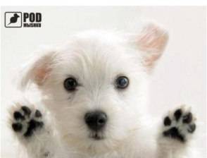 Килимок для миші Podmyshku Лапы вверх